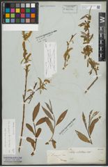 Foto von Salix alba subsp. vitellina (L.) Arcang.